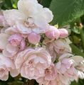 Rose Georg Potente