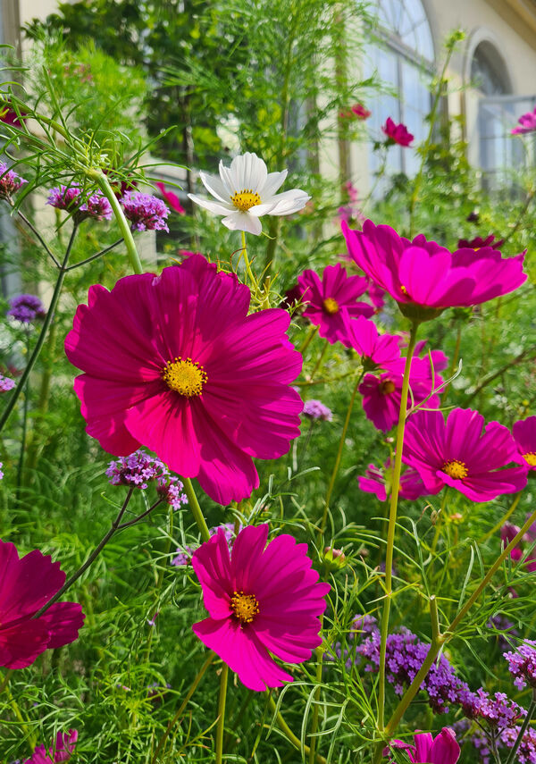 Im Neuen Garten an der Orangerie