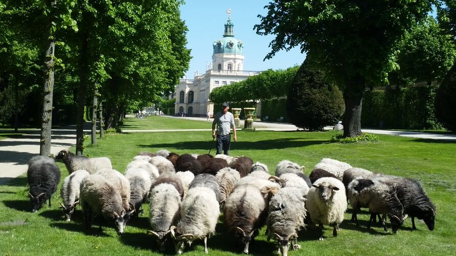 Schafe im Schlossgarten Charlottenburg