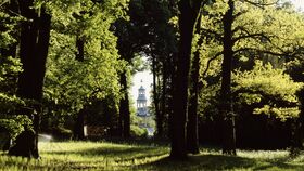 Die Moorbirke, der Klimawandel sowie Handlungsstrategien für den Park Sanssouci