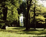 Park Sanssouci, Drachenhaus, Blick durch hohe Bäume