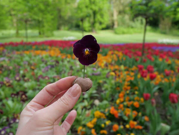 Samenbombe mit Stiefmütterchenblüte, gehalten von einer Frauenhand
