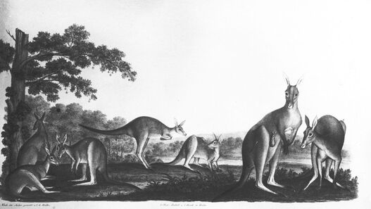 Die Känguruh-Familien. Aus der Königlichen Menagerie auf der Pfaueninsel.