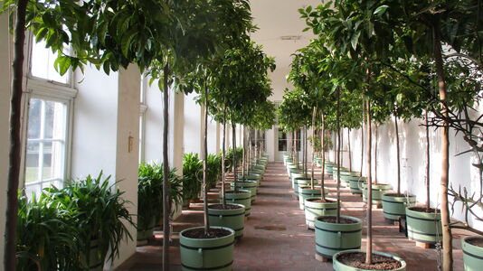 Orangerie im Neuen Garten