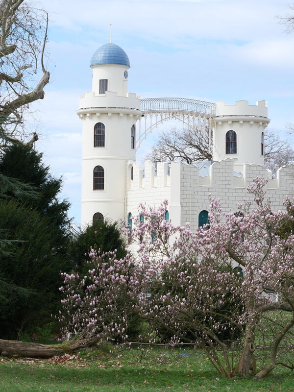 Magnolienblüte auf der Pfaueninsel, im Hintergrund das Schloss