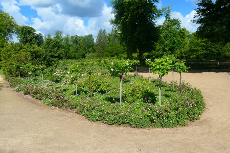 Rosengarten auf der Pfaueninsel