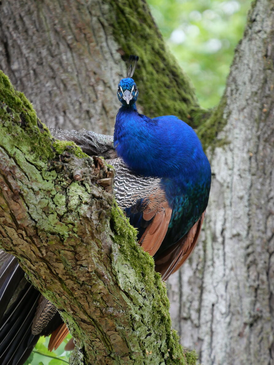 Ein Pfau auf seinem Schlafplatz im Baum