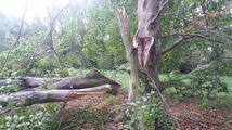 Baumschäden im Park Sanssouci