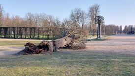 Klimawandel im UNESCO-Welterbe Park Sanssouci