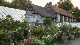 Durch Schloss und Garten im Sommer: Bananen in Rheinsberg? Die Orangerie- und Gewächshauskultur des Prinzen Heinrich