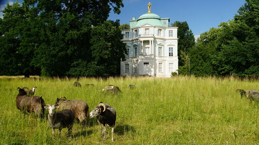 Schafe weiden im Schlossgarten Charlottenburg