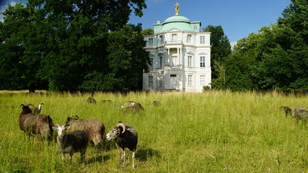 Schafe weiden im Schlossgarten Charlottenburg