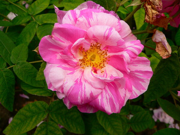 Rose Versicolor