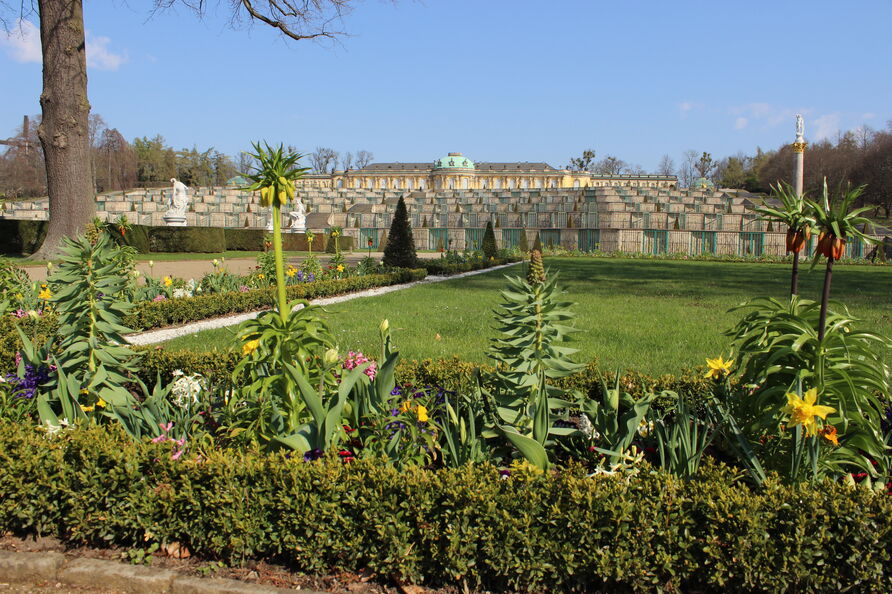 Frühjahrsbepflanzung im Parterre an der Großen Fontäne