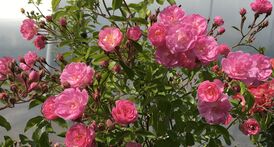 Rose Theodor (II) Nietner ,,Rosen-Nietner“