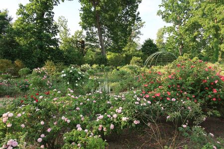 Rosengarten auf der Pfaueninsel