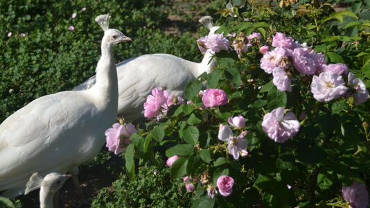 Rosengarten auf der Pfaueninsel