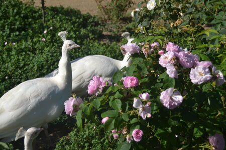 Rosengarten auf der Pfaueninsel