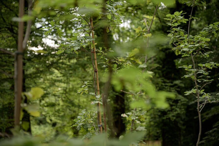 Junges Aussaat-Experiment, Blick auf junge Eichen