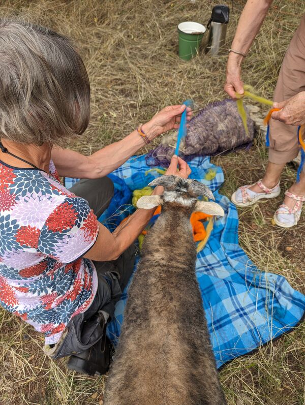 Woll-Workshop an der Schafswiese im Schlossgarten Charlottenburg