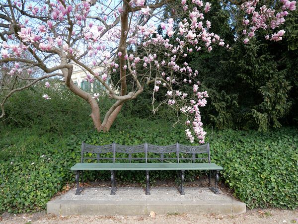 Magnolienblüte im Schlossgarten Glienicke, im Vordergrund eine Bank im Hintergrund ist Schloss Glienicke durch die Magnolie zu sehen