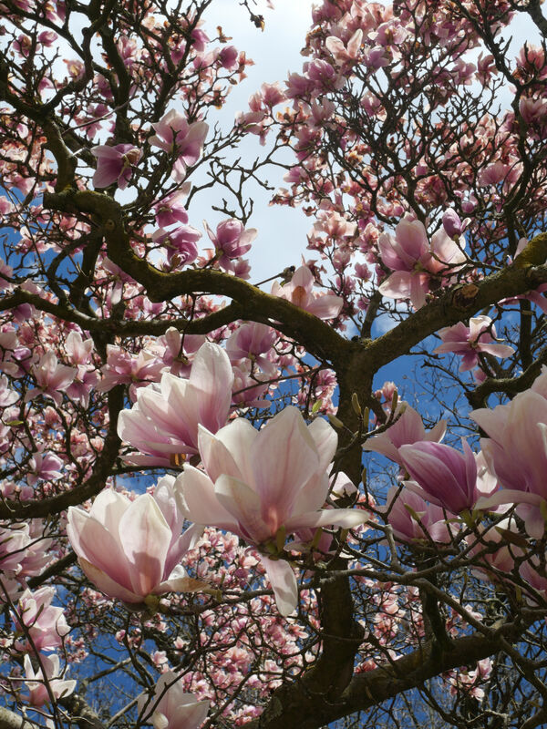 Magnolienblüte im Schlossgarten Glienicke