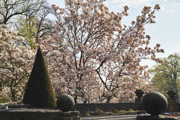 Magnolien im Neuen Garten am Schloss Cecilienhof
