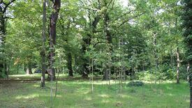 Naturverjüngung, eine Hoffnung für unsere Gärten: Wie geht es weiter, wenn viele Altbäume abgestorben sind?