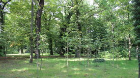 Naturverjüngung, eine Hoffnung für unsere Gärten: Wie geht es weiter, wenn viele Altbäume abgestorben sind?