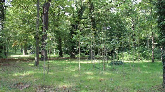 Nachpflanzungen im Park Sanssouci