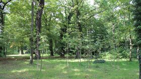 Naturverjüngung, eine Hoffnung für unsere Gärten: Wie geht es weiter, wenn viele Altbäume abgestorben sind?