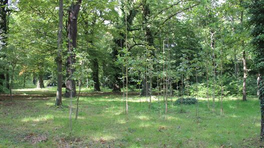 Nachpflanzungen im Park Sanssouci