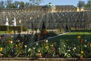Park Sanssouci, Parterre – Frühjahrsbepfanzung