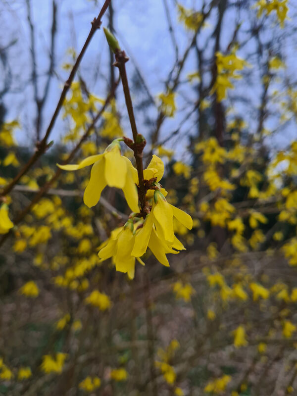 Frühling im Park Sanssouci