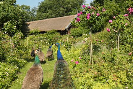 Ergänzungsrosengarten auf der Pfaueninsel