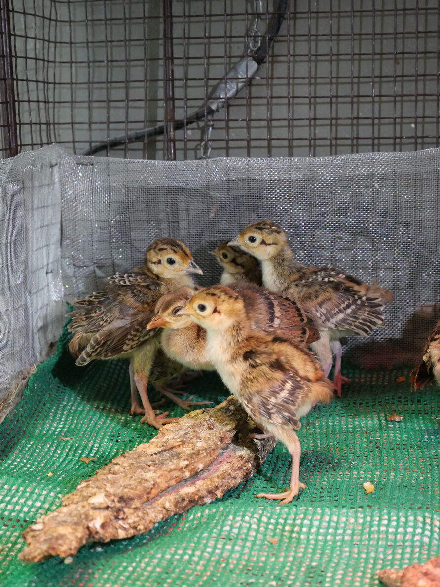 Pfauenküken im Gehege