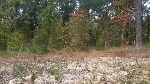 Wiederanpflanzung junger Gehölze in den waldartigen Bereichen des Parks Babelsberg © SPSG / Anne-Grit Reichelt Wiederanpflanzung junger Gehölze in den waldartigen Bereichen des Parks Babelsberg